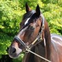 Addio a Varenne, il cavallo più vincente della storia dell'ippica (foto di Piero Grella)