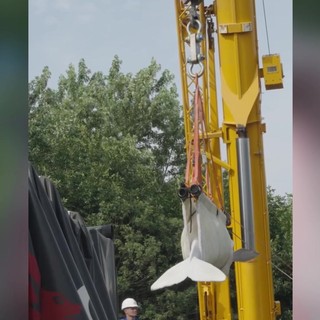 Quattro beluga cambiano 'casa', il viaggio in camion e aereo dei cetacei bianchi
