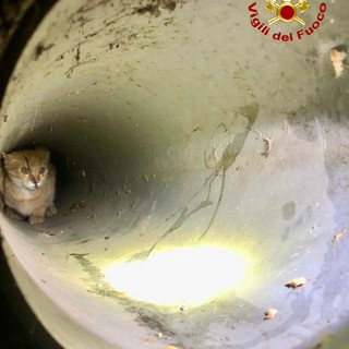 Vigili del fuoco recuperano gatto in un tombino