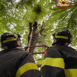 Gattino sale su un albero a dieci metri d'altezza: messo in salvo dai pompieri
