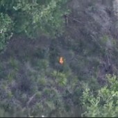 Vibo Valentia, appicca il fuoco in un bosco ma viene ripreso da un drone Vibo Valentia, appicca il fuoco in un bosco ma viene ripreso da un drone