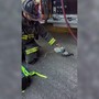 Un piccione con la maschera per l'ossigeno, il soccorso dei Vigili del Fuoco