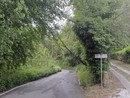 Alberi e piante cadute in collina