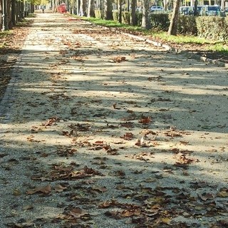 I viali del Valentino I viali del Valentino