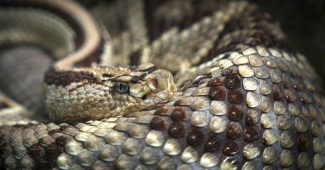 Morso al collo da una vipera che si era infilata nello zaino, 50enne salvato all'ospedale di Rivoli
