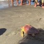 Il ritorno in mare della Caretta caretta Fortuna, un mese fa era stata soccorsa a Maccarese Il ritorno in mare della Caretta caretta Fortuna, un mese fa era stata soccorsa a Maccarese