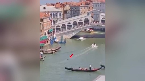Venezia, avvistato un delfino nel Canal Grande. Il sindaco: "Proteggiamolo" Venezia, avvistato un delfino nel Canal Grande. Il sindaco: "Proteggiamolo"