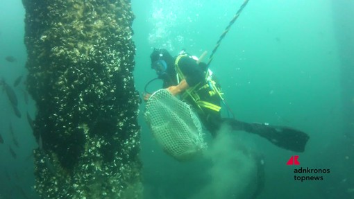 Marina di Ravenna, torna la Festa della Cozza Selvaggia tra mare, biodiversità e tradizioni