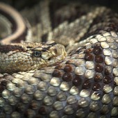Morso al collo da una vipera che si era infilata nello zaino, 50enne salvato all'ospedale di Rivoli