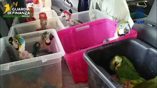 Oltre 70 pappagalli e 300 tartarughe stipati in un'auto, maxi sequestro in Sicilia