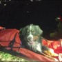 Baloo non riesce più a camminare, cane soccorso in montagna dai Vigili del fuoco