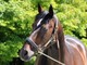 Addio a Varenne, il cavallo più vincente della storia dell'ippica (foto di Piero Grella) Addio a Varenne, il cavallo più vincente della storia dell'ippica (foto di Piero Grella)