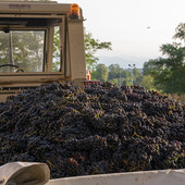 Produttori in Clavesana: la vendemmia 2023 entra nel vivo