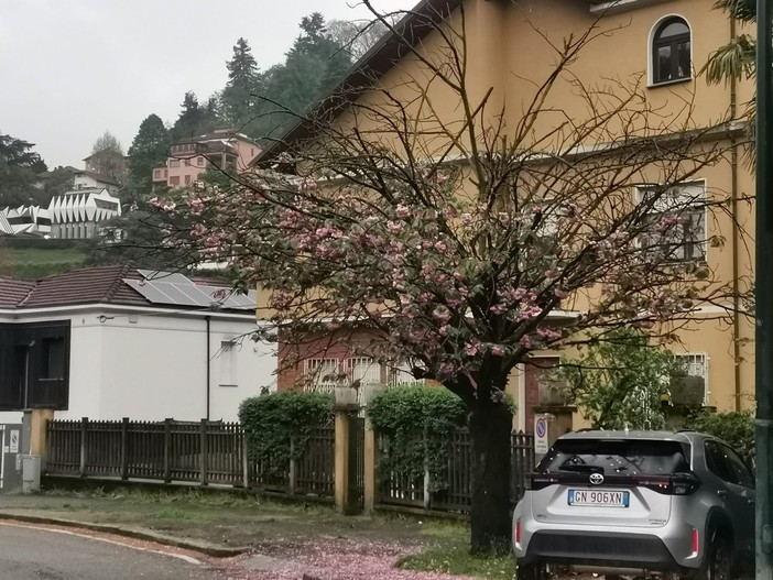 “Viale dei ciliegi” in difficoltà, metà degli alberi scomparsi a Cavoretto