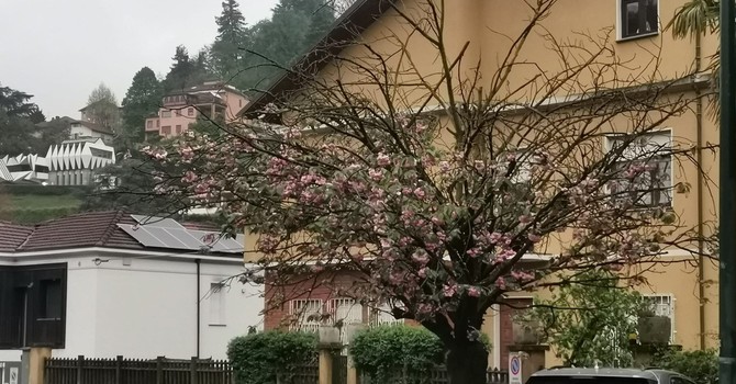 “Viale dei ciliegi” in difficoltà, metà degli alberi scomparsi a Cavoretto
