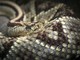 Morso al collo da una vipera che si era infilata nello zaino, 50enne salvato all'ospedale di Rivoli