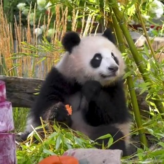 Compleanno per le gemelle panda allo zoo di Berlino, festa con torta ghiacciata di frutta