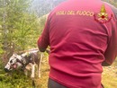 Una mucca e il suo vitello erano rimasti incastrati a 2000 metri di quota