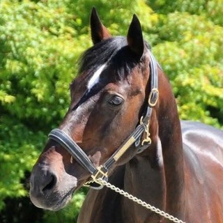 Addio a Varenne, il cavallo più vincente della storia dell'ippica (foto di Piero Grella)