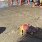 Il ritorno in mare della Caretta caretta Fortuna, un mese fa era stata soccorsa a Maccarese