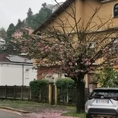 “Viale dei ciliegi” in difficoltà, metà degli alberi scomparsi a Cavoretto