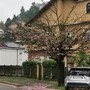 “Viale dei ciliegi” in difficoltà, metà degli alberi scomparsi a Cavoretto