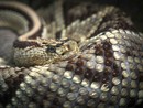 Turista morso da una vipera mentre prende il sole: paura a Ceresole Reale