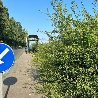 Fermata del bus con piante e vegetazione alta