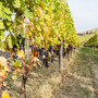 Il Piemonte del vino guarda al biologico: quando la sostenibilità passa dalla cooperazione