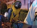 pappagallo recuperato