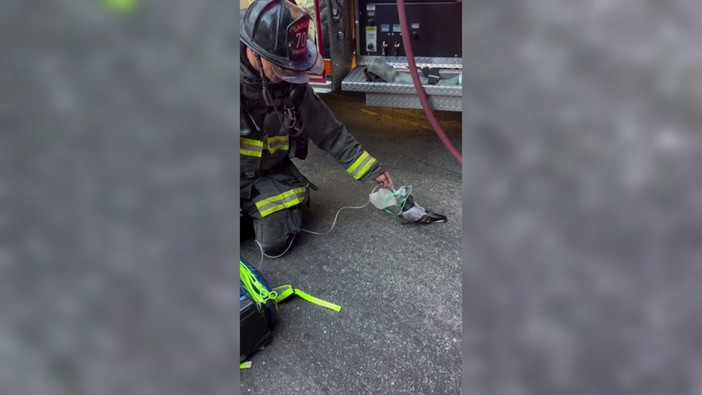 Un piccione con la maschera per l'ossigeno, il soccorso dei Vigili del Fuoco