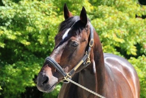 Addio a Varenne, il cavallo più vincente della storia dell'ippica (foto di Piero Grella)