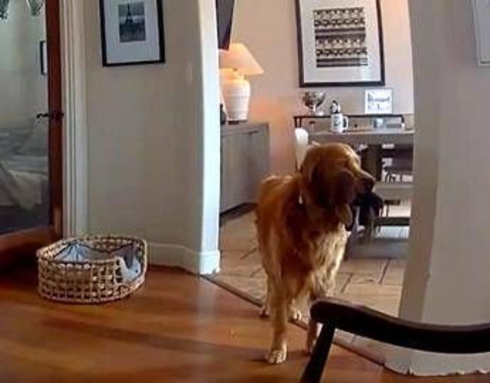 Il ladro entra in casa, il labrador fa festa e porta i giochi... Il ladro entra in casa, il labrador fa festa e porta i giochi...