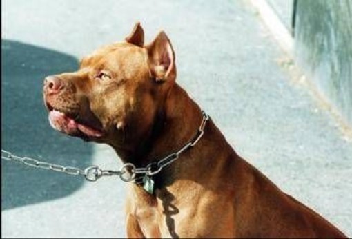Pitbull attacca padrone e viene ucciso, il veterinario: "Cane non educato diventa problema" Pitbull attacca padrone e viene ucciso, il veterinario: "Cane non educato diventa problema"