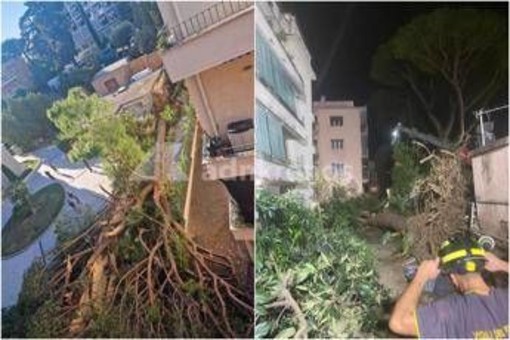 Roma, pino secolare cade su un palazzo in zona Salaria: residenti bloccati Roma, pino secolare cade su un palazzo in zona Salaria: residenti bloccati