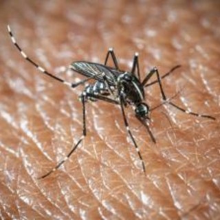 West Nile a Oristano, morta un'altra persona: è la quarta vittima del virus nella provincia