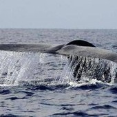 Balena di 200 anni in Groenlandia: "È nata prima della guerra civile americana" Balena di 200 anni in Groenlandia: "È nata prima della guerra civile americana"