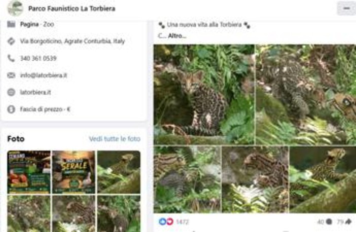 Cucciolo di ocelot al Parco Faunistico La Torbiera, il lieto evento vola sul web Cucciolo di ocelot al Parco Faunistico La Torbiera, il lieto evento vola sul web