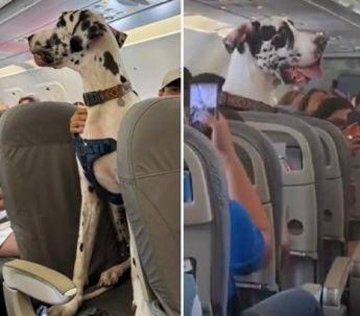 C'è un alano sull'aereo, il viaggio speciale con Horus