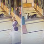 Donna prende a morsi un pitbull per salvare il suo cane: il video choc