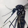 Dengue, un caso in provincia di Como: &quot;Piano di disinfestazione, no prodotti dell'orto&quot;
