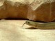 Morsi di serpente, il vademecum per chi sceglie viaggi esotici