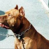 Frosinone, pitbull azzanna bimba di 2 anni e la scaraventa contro un muro