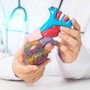 Cardiomiopatia ipertrofica ostruttiva: "Terapia innovativa efficace e sicura a 5 anni"
