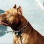 Pitbull attacca padrone e viene ucciso, il veterinario: "Cane non educato diventa problema"