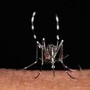 Da zecche a zanzare rischio virus in vacanza, Bassetti: "Non solo in Paesi esotici"