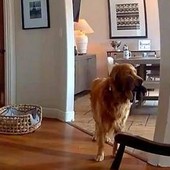 Il ladro entra in casa, il labrador fa festa e porta i giochi...