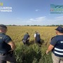 Pavia, maxi frode su riso biologico. Profitti illeciti per 10 milioni dl euro
