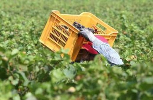 Tragedia nei campi, bracciante 29enne si impicca a Torretta Antonacci