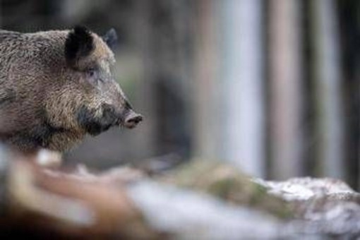 Caricato da un cinghiale durante battuta di caccia, morto pensionato